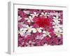 Flower Decoration, Udaipur, Rajasthan, India-Keren Su-Framed Photographic Print