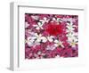 Flower Decoration, Udaipur, Rajasthan, India-Keren Su-Framed Photographic Print