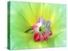 Flower Design Oc5-Ata Alishahi-Stretched Canvas