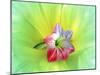 Flower Design Oc5-Ata Alishahi-Mounted Giclee Print