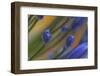 Flower Details, Agapanthus.-Richard Bryant-Framed Photo