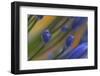 Flower Details, Agapanthus.-Richard Bryant-Framed Photo