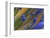 Flower Details, Agapanthus.-Richard Bryant-Framed Photo