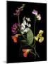 Flower Drama I-Judy Stalus-Mounted Photographic Print