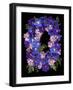 Flower Drama II-Judy Stalus-Framed Photographic Print