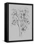 Flower Drawing-Jasmine Woods-Framed Stretched Canvas