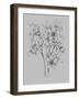 Flower Drawing-Jasmine Woods-Framed Art Print