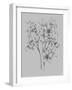 Flower Drawing-Jasmine Woods-Framed Art Print