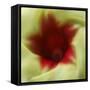 Flower Edible-Dana Brett Munach-Framed Stretched Canvas