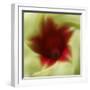 Flower Edible-Dana Brett Munach-Framed Giclee Print