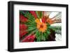 Flower explosion-Heidi Westum-Framed Photographic Print