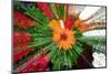 Flower explosion-Heidi Westum-Mounted Photographic Print