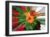 Flower explosion-Heidi Westum-Framed Photographic Print