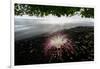 Flower fallen on black lava sand beach, Indonesia-Nick Garbutt-Framed Photographic Print