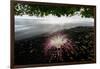 Flower fallen on black lava sand beach, Indonesia-Nick Garbutt-Framed Photographic Print