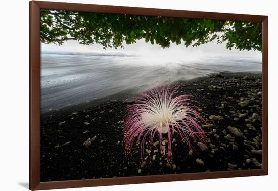 Flower fallen on black lava sand beach, Indonesia-Nick Garbutt-Framed Photographic Print