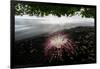 Flower fallen on black lava sand beach, Indonesia-Nick Garbutt-Framed Photographic Print