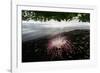 Flower fallen on black lava sand beach, Indonesia-Nick Garbutt-Framed Photographic Print