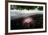 Flower fallen on black lava sand beach, Indonesia-Nick Garbutt-Framed Photographic Print