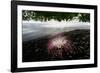 Flower fallen on black lava sand beach, Indonesia-Nick Garbutt-Framed Photographic Print