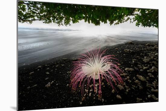 Flower fallen on black lava sand beach, Indonesia-Nick Garbutt-Mounted Photographic Print