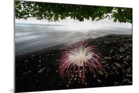 Flower fallen on black lava sand beach, Indonesia-Nick Garbutt-Mounted Photographic Print