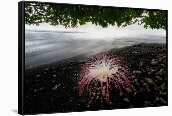 Flower fallen on black lava sand beach, Indonesia-Nick Garbutt-Framed Stretched Canvas