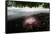 Flower fallen on black lava sand beach, Indonesia-Nick Garbutt-Framed Stretched Canvas