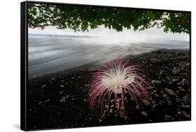 Flower fallen on black lava sand beach, Indonesia-Nick Garbutt-Framed Stretched Canvas