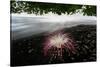 Flower fallen on black lava sand beach, Indonesia-Nick Garbutt-Stretched Canvas