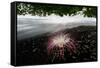 Flower fallen on black lava sand beach, Indonesia-Nick Garbutt-Framed Stretched Canvas