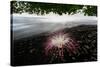 Flower fallen on black lava sand beach, Indonesia-Nick Garbutt-Stretched Canvas