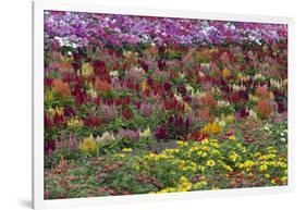 Flower Farm, Furano, Hokkaido Prefecture, Japan-Keren Su-Framed Photographic Print