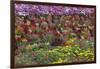 Flower Farm, Furano, Hokkaido Prefecture, Japan-Keren Su-Framed Photographic Print