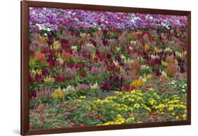 Flower Farm, Furano, Hokkaido Prefecture, Japan-Keren Su-Framed Photographic Print