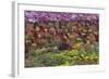 Flower Farm, Furano, Hokkaido Prefecture, Japan-Keren Su-Framed Photographic Print