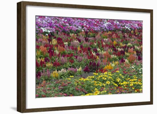 Flower Farm, Furano, Hokkaido Prefecture, Japan-Keren Su-Framed Photographic Print