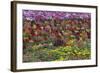 Flower Farm, Furano, Hokkaido Prefecture, Japan-Keren Su-Framed Photographic Print