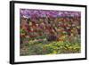 Flower Farm, Furano, Hokkaido Prefecture, Japan-Keren Su-Framed Photographic Print