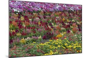 Flower Farm, Furano, Hokkaido Prefecture, Japan-Keren Su-Mounted Photographic Print