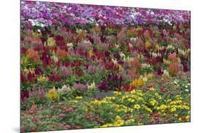 Flower Farm, Furano, Hokkaido Prefecture, Japan-Keren Su-Mounted Premium Photographic Print