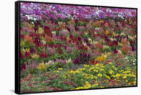 Flower Farm, Furano, Hokkaido Prefecture, Japan-Keren Su-Framed Stretched Canvas