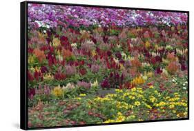 Flower Farm, Furano, Hokkaido Prefecture, Japan-Keren Su-Framed Stretched Canvas