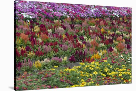 Flower Farm, Furano, Hokkaido Prefecture, Japan-Keren Su-Stretched Canvas