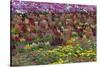 Flower Farm, Furano, Hokkaido Prefecture, Japan-Keren Su-Stretched Canvas