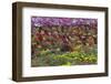 Flower Farm, Furano, Hokkaido Prefecture, Japan-Keren Su-Framed Photographic Print