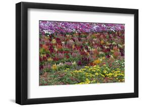 Flower Farm, Furano, Hokkaido Prefecture, Japan-Keren Su-Framed Photographic Print