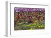 Flower Farm, Furano, Hokkaido Prefecture, Japan-Keren Su-Framed Photographic Print