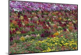 Flower Farm, Furano, Hokkaido Prefecture, Japan-Keren Su-Mounted Photographic Print