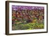 Flower Farm, Furano, Hokkaido Prefecture, Japan-Keren Su-Framed Photographic Print